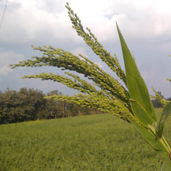 Organic Browntop Millet | Unpolished - Sourced Directly from farmers