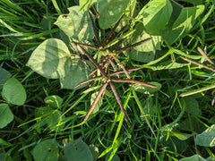 Organic Whole Moong | 500g | Grown without pesticides