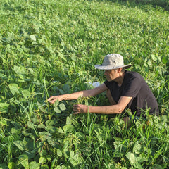 Moong-field