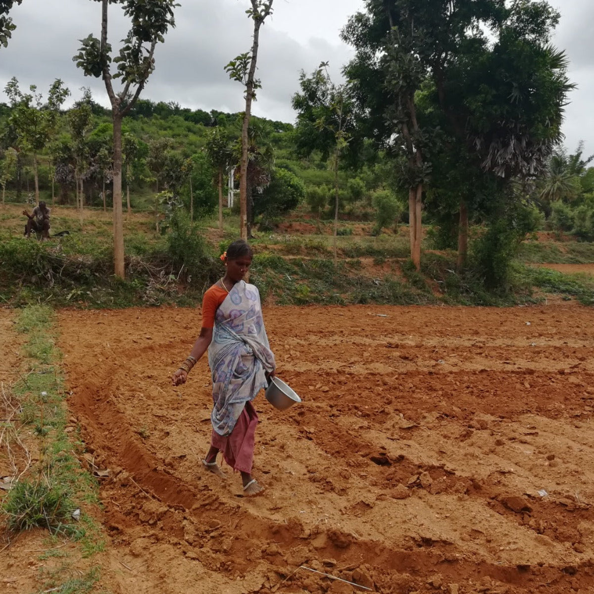 Ragi - Mandua | Naturally grown whole grain | Direct from tribal farmers