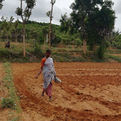 Ragi - Mandua | Naturally grown whole grain | Direct from tribal farmers