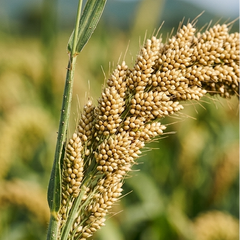 barnyard-millet