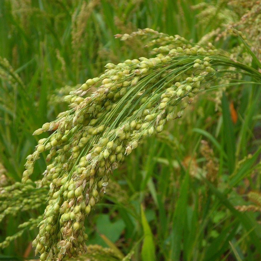Browntop Millet - Unpolished