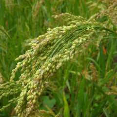 Browntop Millet - Unpolished