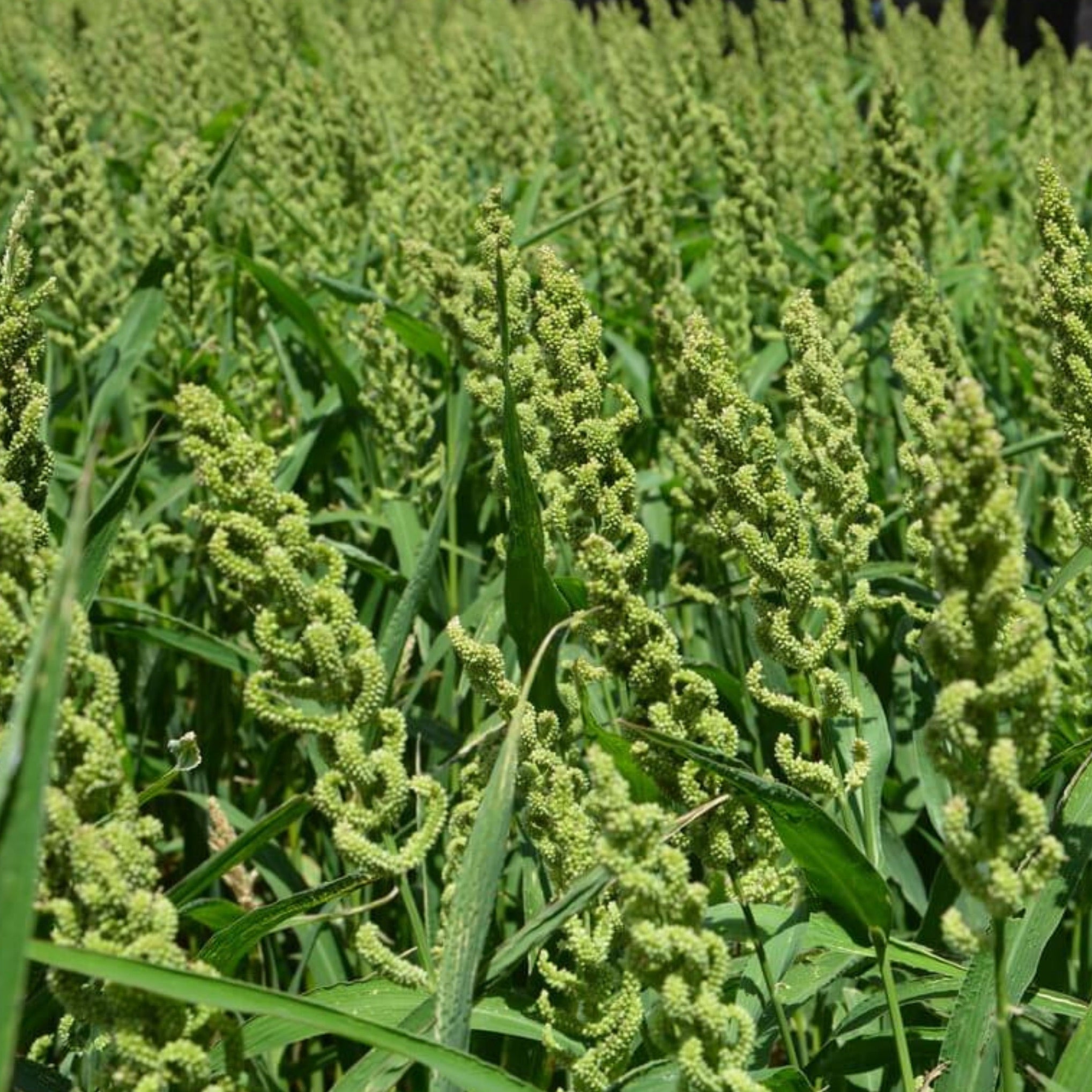 Semi-Polished Organic Barnyard Millet (Sanwa / Jhangora)