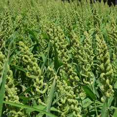 Semi-Polished Organic Barnyard Millet (Sanwa / Jhangora)
