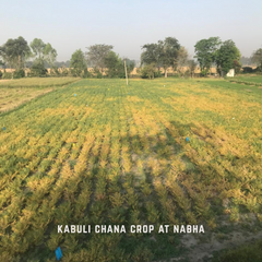 Kabuli / Safed Chana