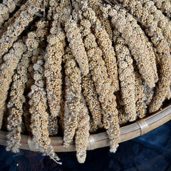 foxtail-millet