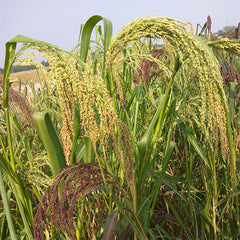 Little Millet | SAMAI | Unpolished | Sourced Directly from farmers