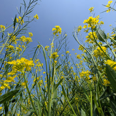mustard field