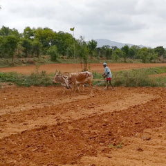 polur-farmer