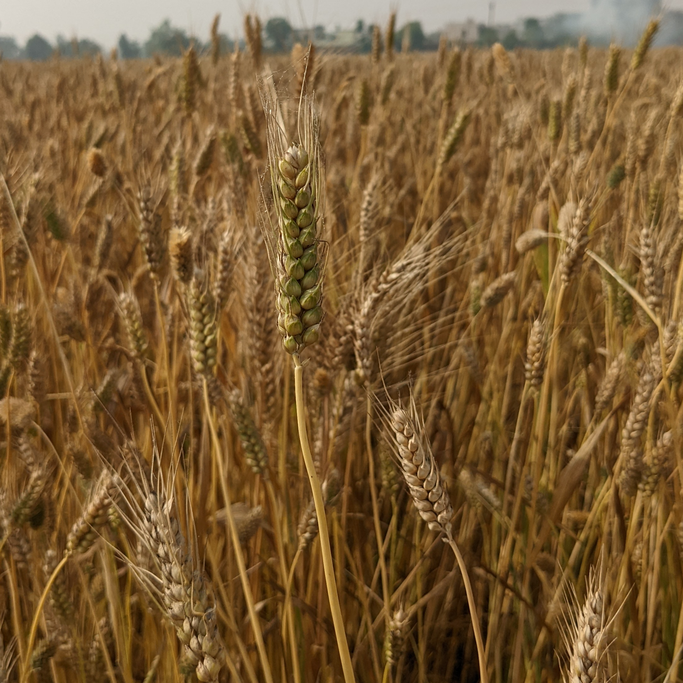 paighambari sona moti wheat field