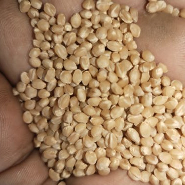 paighambari sona moti wheat