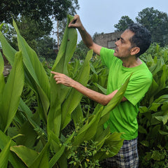 organic Turmeric Powder - Graintastic