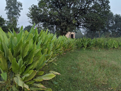 Turmeric Powder - Graintastic