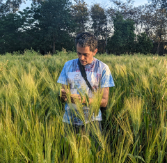 Me inspecting the Bansi wheat at Mustafabad